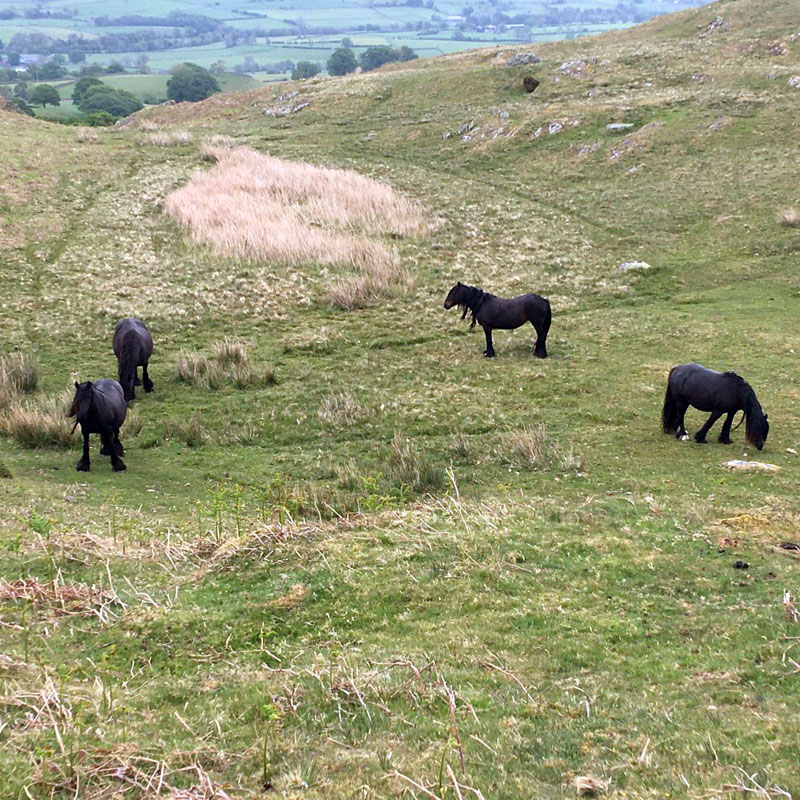 drybarrow fell ponies near haweswater cottage
