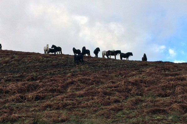 drybarrow fell ponies on horizon