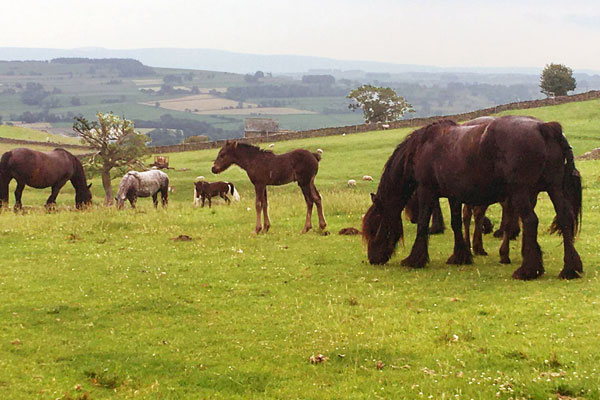 drybarrow fell ponies near haweswater cottage